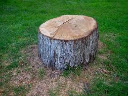 Best Emergency Tree Removal  in Beloit, WI