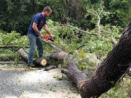 Best Arborist Consultation Services  in Beloit, WI