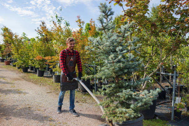 Best Tree Maintenance Programs  in Beloit, WI