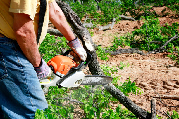 Best Tree Disease Treatment  in Beloit, WI