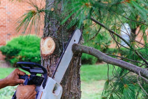 Best Tree Preservation Services  in Beloit, WI