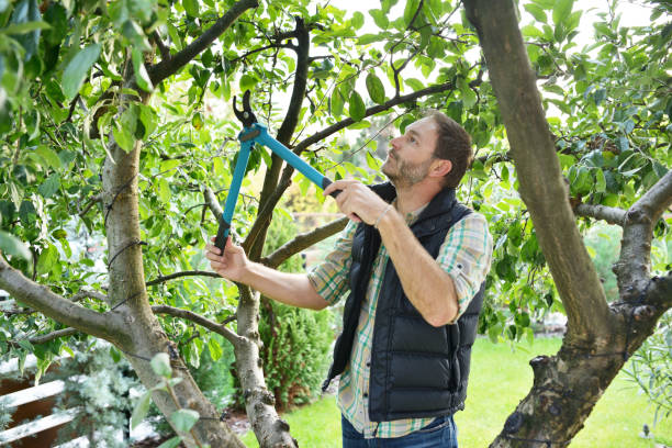 Best Root Management and Removal  in Beloit, WI